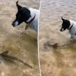 Dappere hond en babyhaai spetteren samen in hartverwarmende video