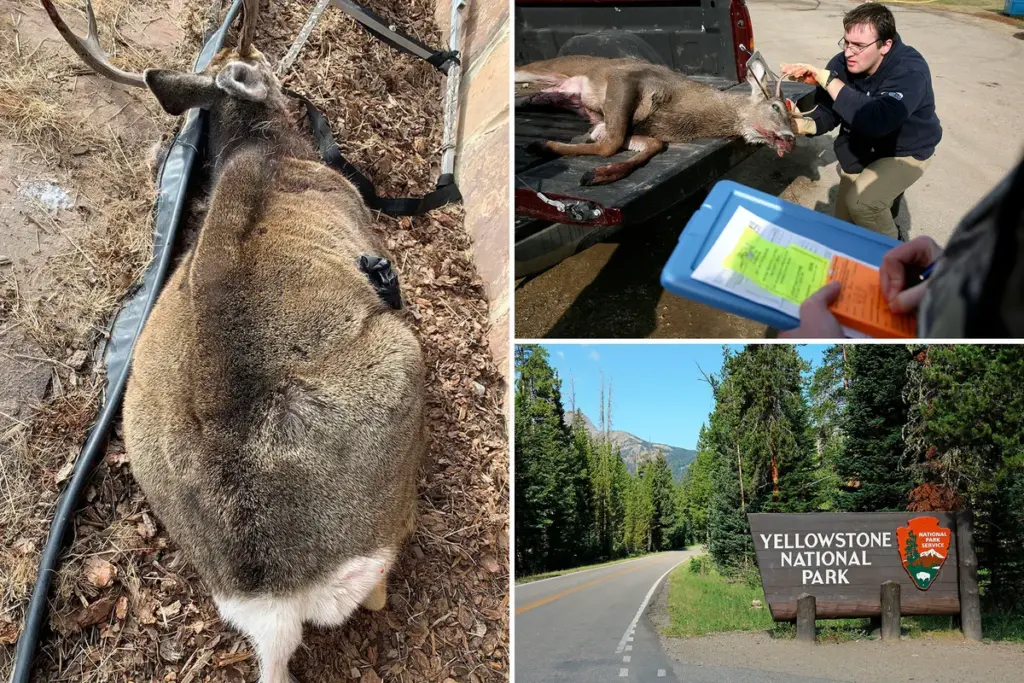 Zombiehertenziekte bevestigd in Yellowstone National Park