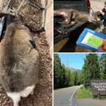 Zombiehertenziekte bevestigd in Yellowstone National Park