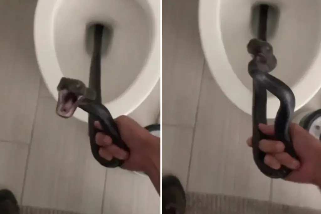 Ik vond een gigantische sissende slang in mijn wc — het duurde 2 dagen om ’m eruit te krijgen
