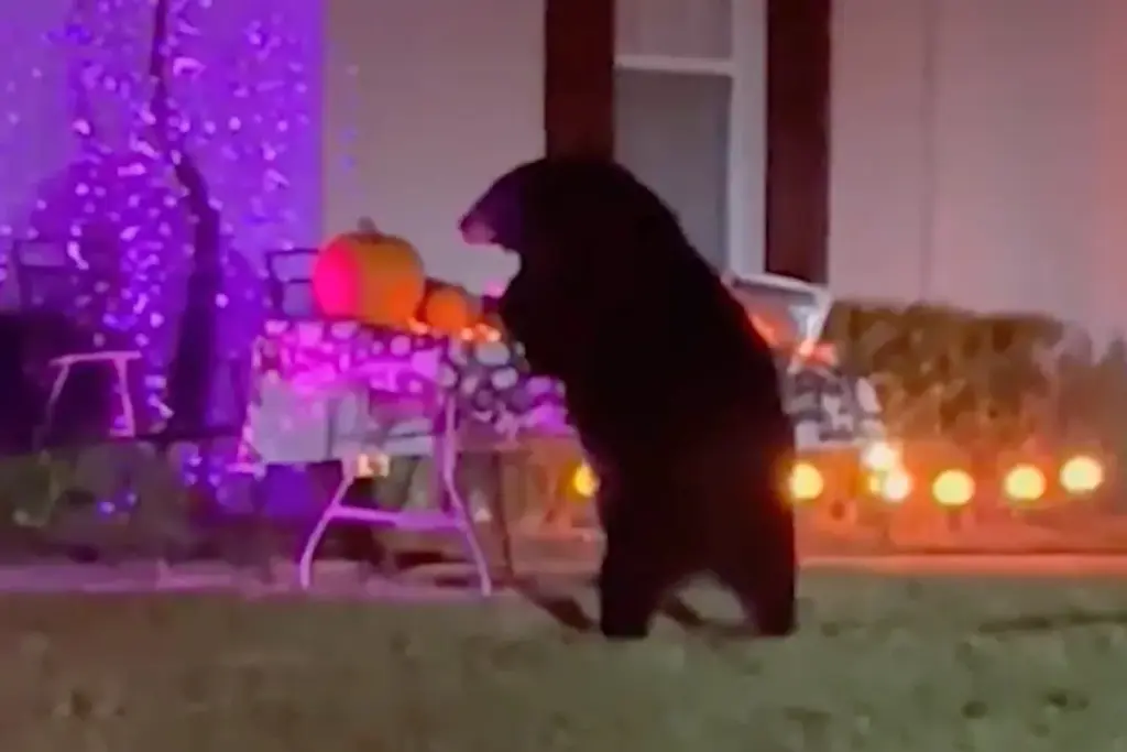 Florida beer verrast buurt en snoept mee tijdens Halloween