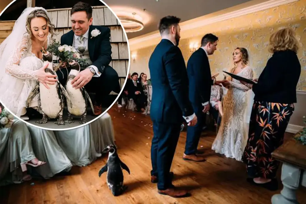 Bruidspaar krijgt unieke ringdrager: pinguïn steelt de show op bruiloft in Chester