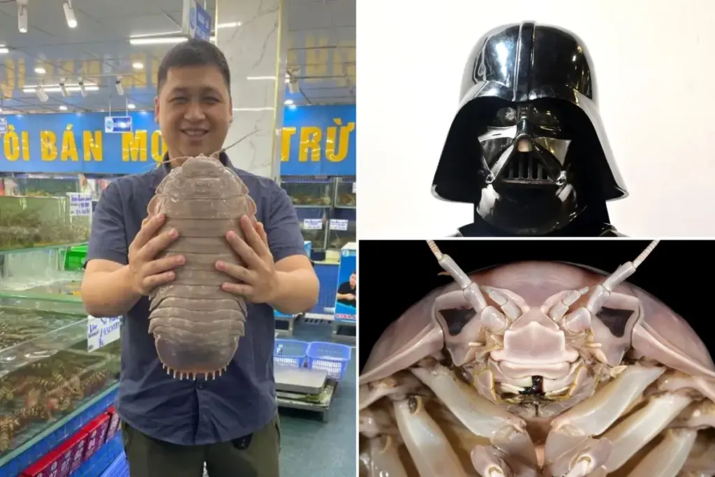 Nieuwe reuzeninsectensoort zo angstaanjagend dat ze hem ‘Darth Vader’ hebben genoemd