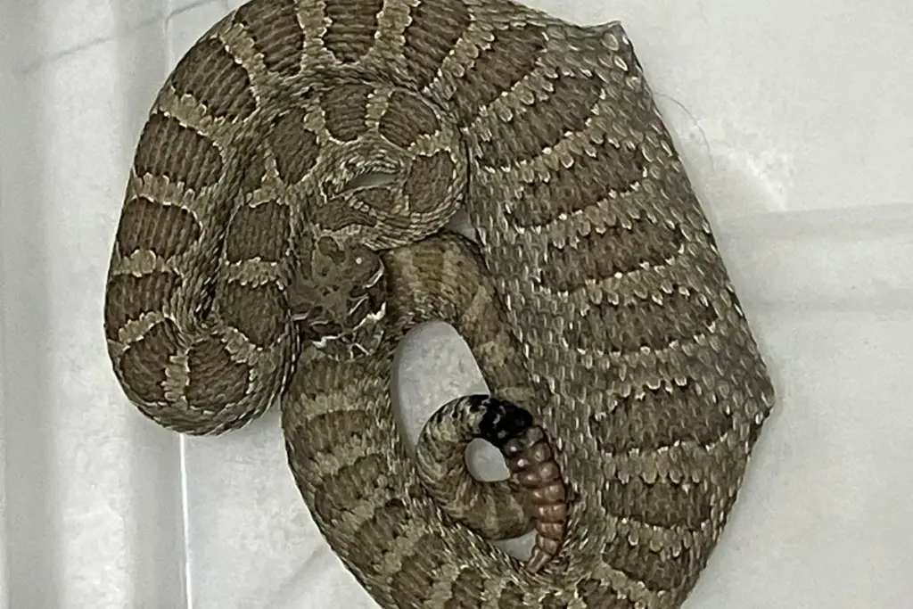 Ratelslang ondergaat levensreddende operatie na het inslikken van een muis in muizenval