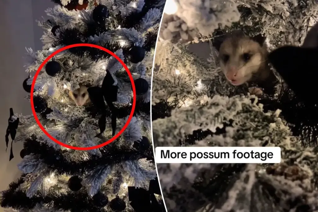 Vrouw uit Texas ontdekt een opossum verstopt in haar kerstboom na niesbui