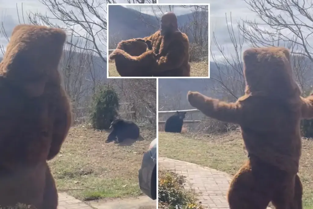Man uit North Carolina verjaagt zwarte beer met berenpak: kijk de video