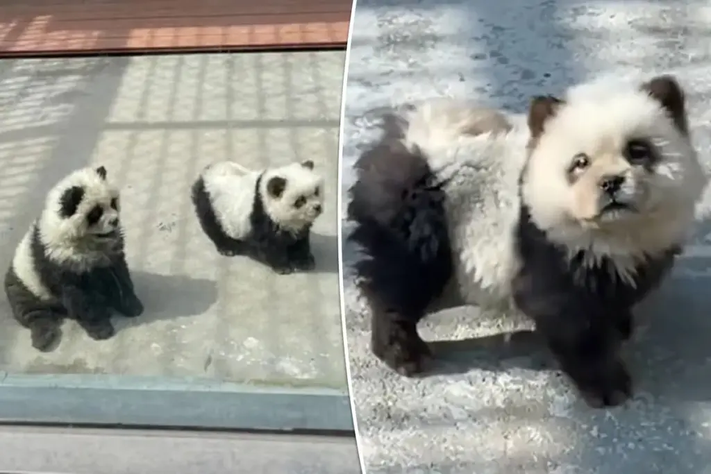 Verontwaardiging in dierentuin: ‘Pandatentoonstelling’ blijkt geverfde honden te zijn