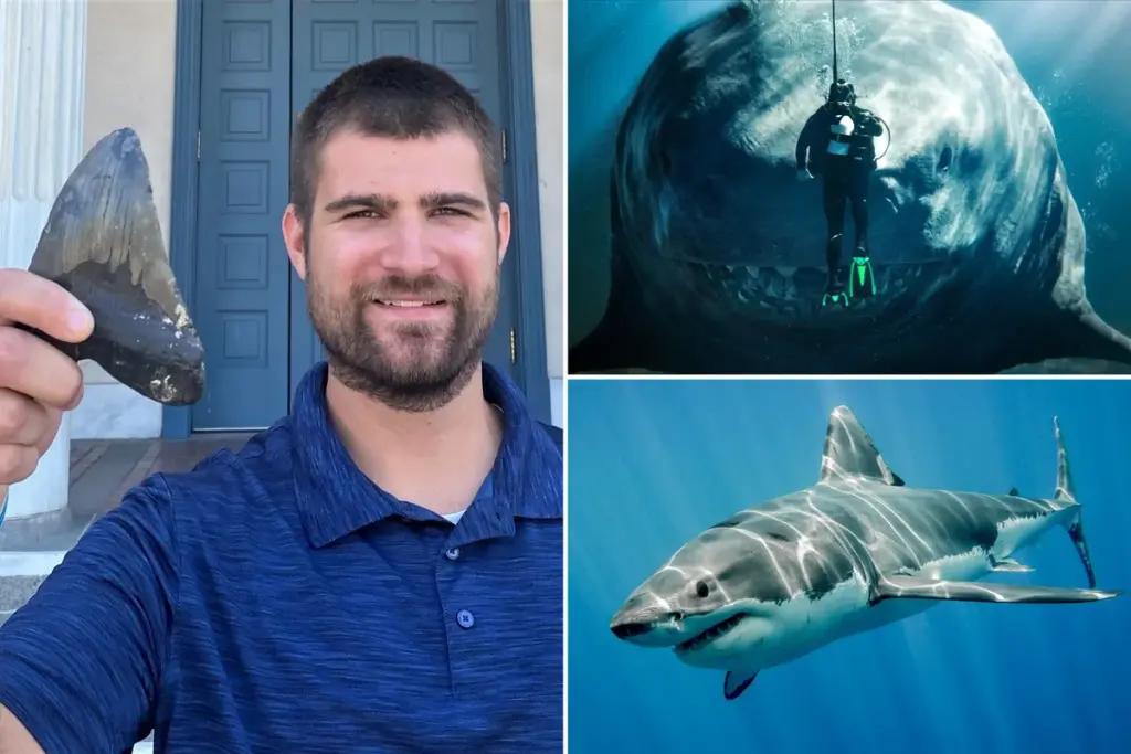 Megalodon toch niet zo mega als gedacht: nieuwe studie verandert ons beeld