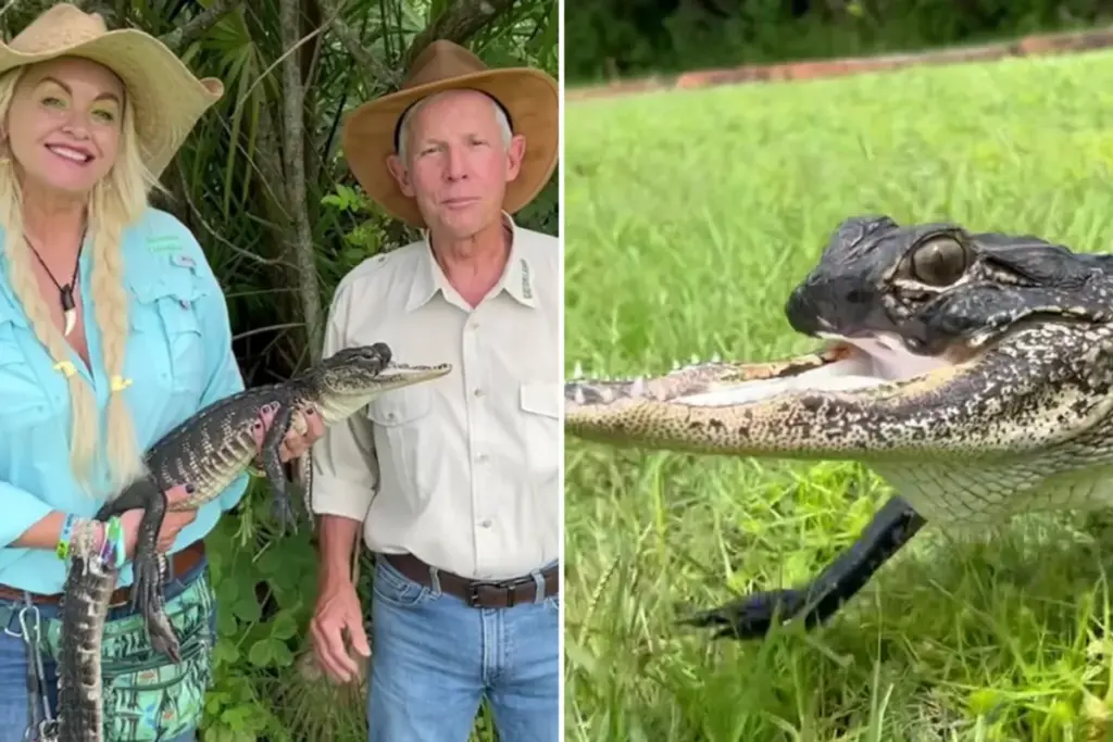 Florida-alligator zonder bovenkaak krijgt naam geïnspireerd op ‘Jolene’