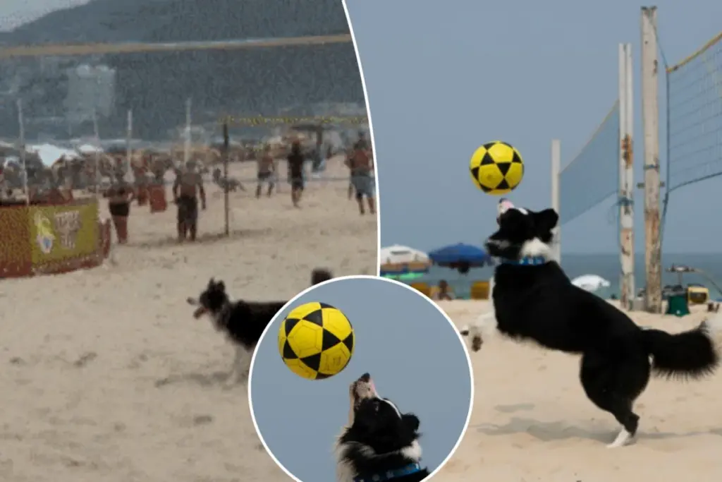 Braziliës nieuwste sportheld: een hond die footvolley beheerst als geen ander