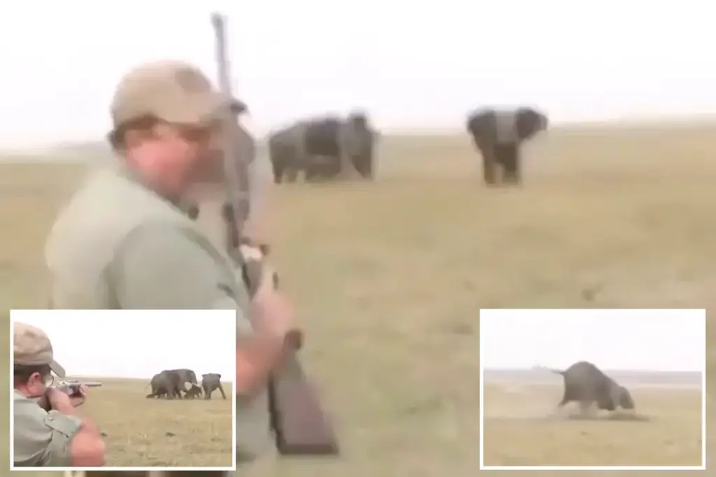 Olifanten nemen wraak nadat jager een kuddegenoot doodschiet: virale beelden uit Namibië