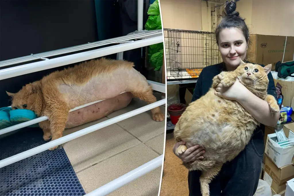 38-ponder Crumbs raakt vast in schoenenrek tijdens ontsnapping uit het “fat camp”