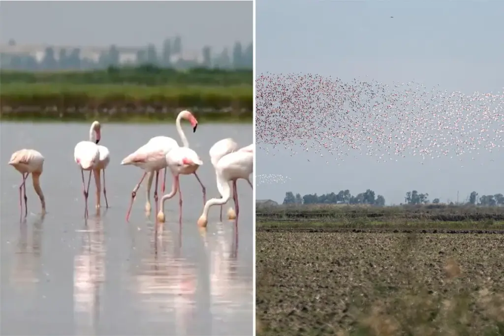 Brutale flamingo’s bedreigen risottoproductie in Italië