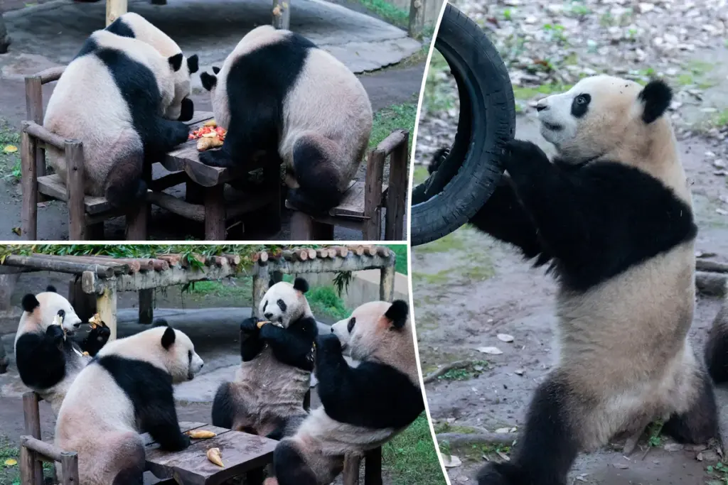 Panda’s eten als mensen aan tafel — echt of acteurs in pak?