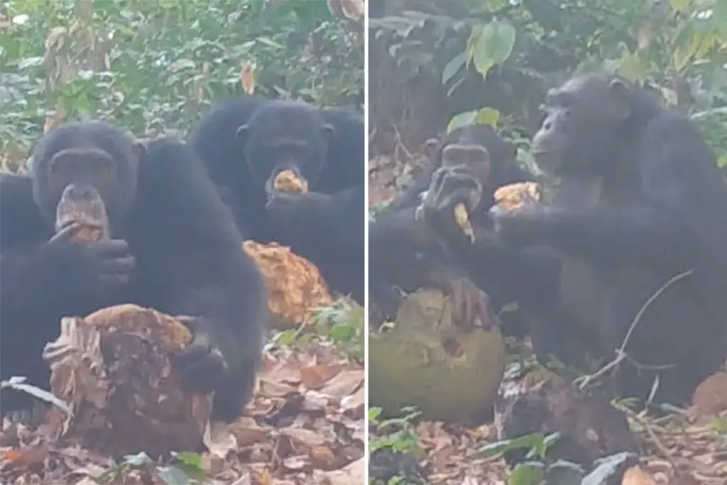 Wilde chimpansees gefilmd terwijl ze samen licht alcoholisch fruit delen