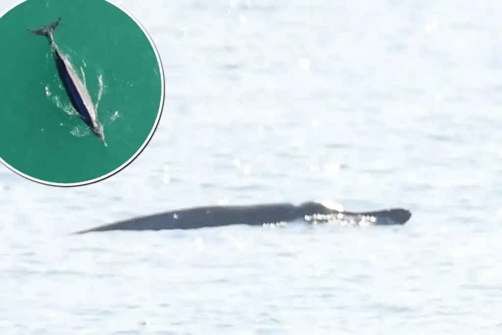 Verdwaalde walvis zorgt voor opwinding bij toeschouwers aan de kust van Wales