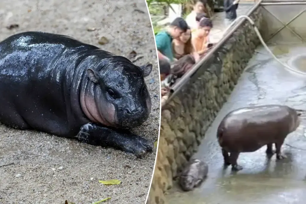 Moo Deng: het beroemdste baby-nijlpaard van Thailand zorgt voor bezoekersstorm