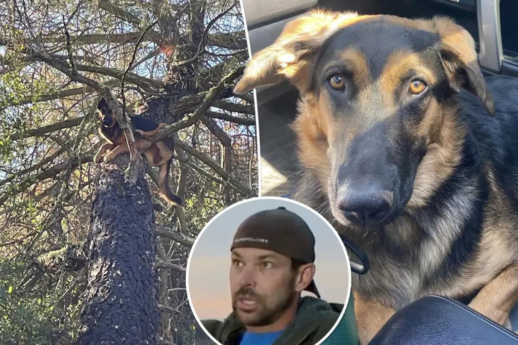Vermiste Duitse herder Luna gevonden: 25 meter hoog in boom bij huis in Californië