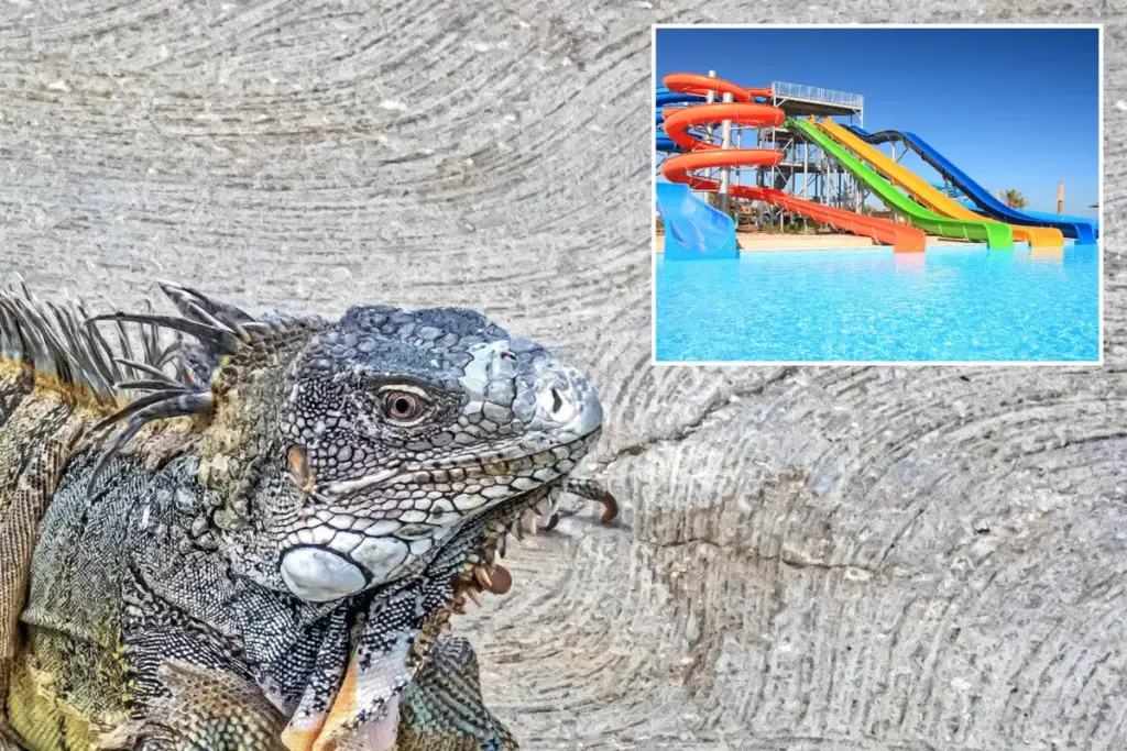 Iguana legt tientallen eieren in zwembad van Miami-resort na vastzitten in waterglijbaan