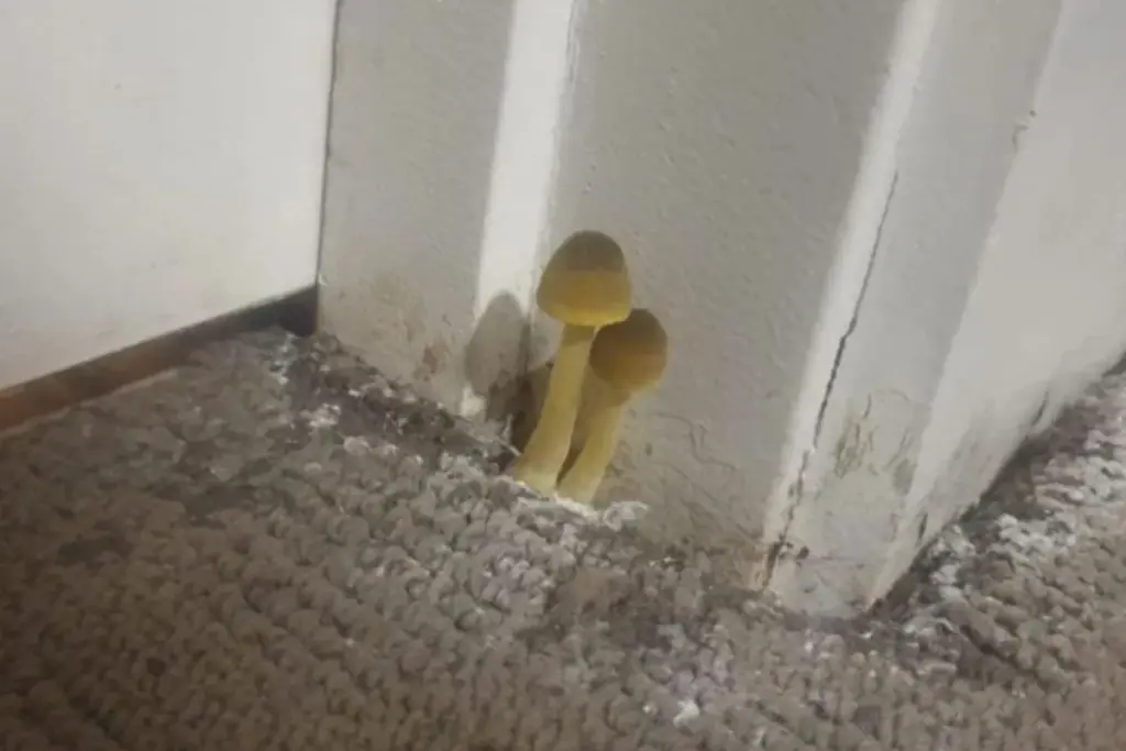 Man ontdekt paddenstoelen naast badkamer: wat kunt u doen bij schimmel in huis?