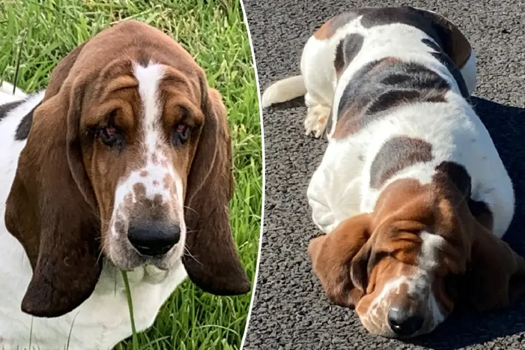 Basset hound ondergaat facelift van 5 uur om zicht te verbeteren