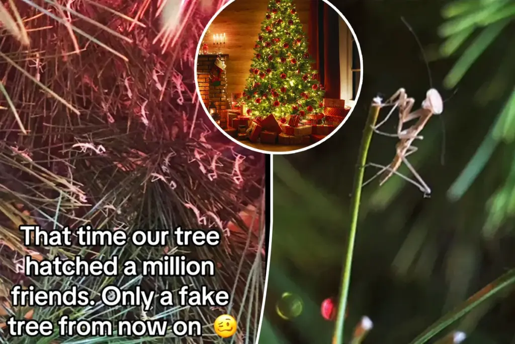 Miljoenen insecten uit uw kerstboom? Zo voorkomt u een echte insectenplaag