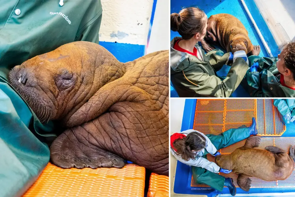 Knuffels redden baby-walrus: uniek reddingsverhaal uit Alaska