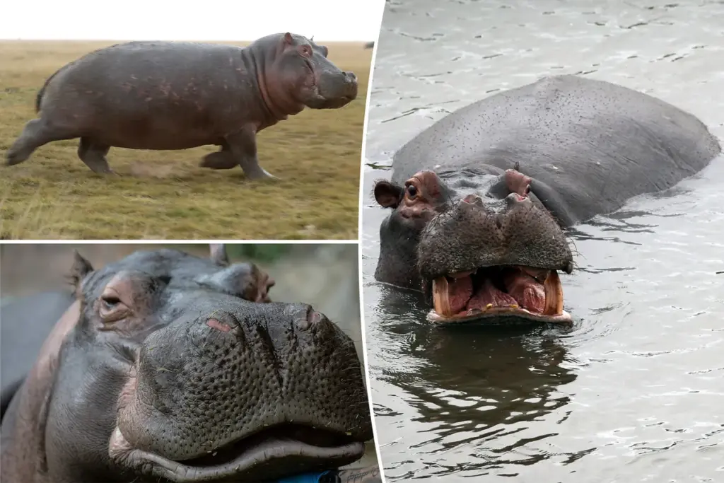 Vliegende nijlpaarden? Brits onderzoek ontdekt onverwachte kant van deze reusachtige dieren