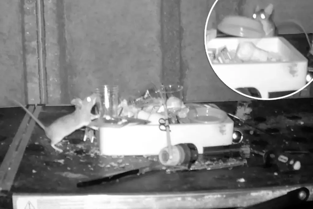 Welshe opruimmuis betrapt: elke nacht maakt deze muis de schuur schoon