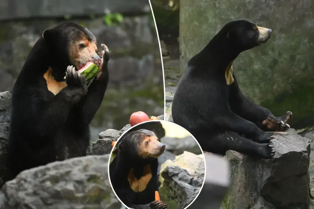 ‘Mensbeer’ betrapt op snacken in Chinese zoo terwijl twijfel over echtheid blijft