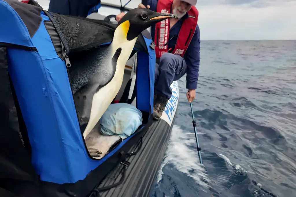 Keizerspinguïn Gus weer vrij in zee na unieke tocht van Antarctica naar Australië