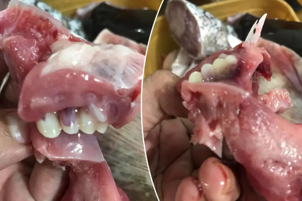 Visklant in shock: ‘Mensentanden’ ontdekt in lunch – dit is wat er gebeurde