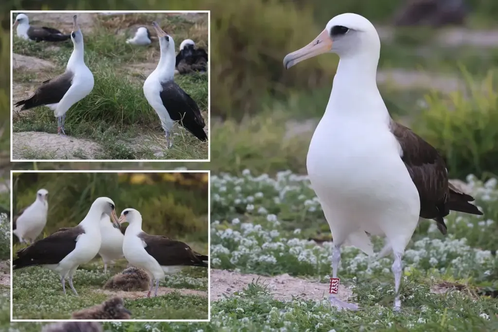 Wisdom (72), de oudste wilde vogel, danst op Midway Atol met nieuwe partners
