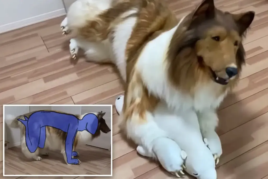 Hoe past de menselijke collie in zijn €13.000 hondenpak? Bizar en fascinerend
